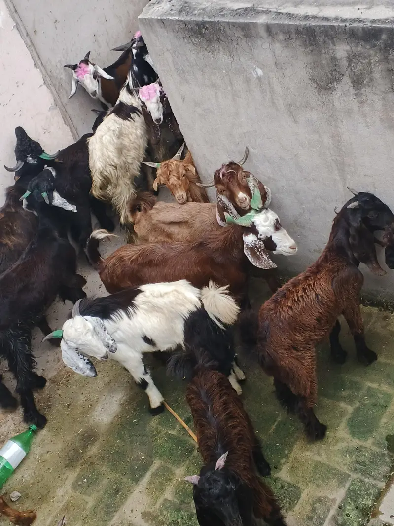 goats or bakre — photo 8