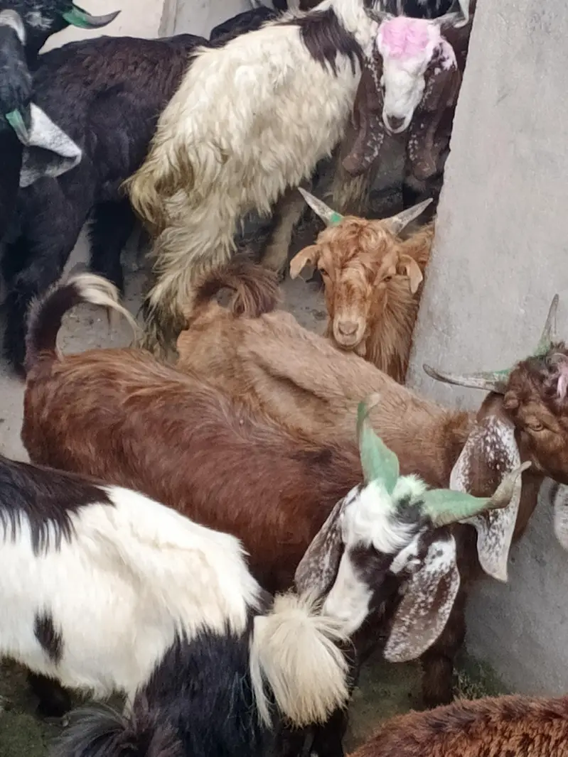 goats or bakre — photo 9