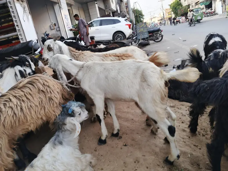 goats or bakre — photo 10
