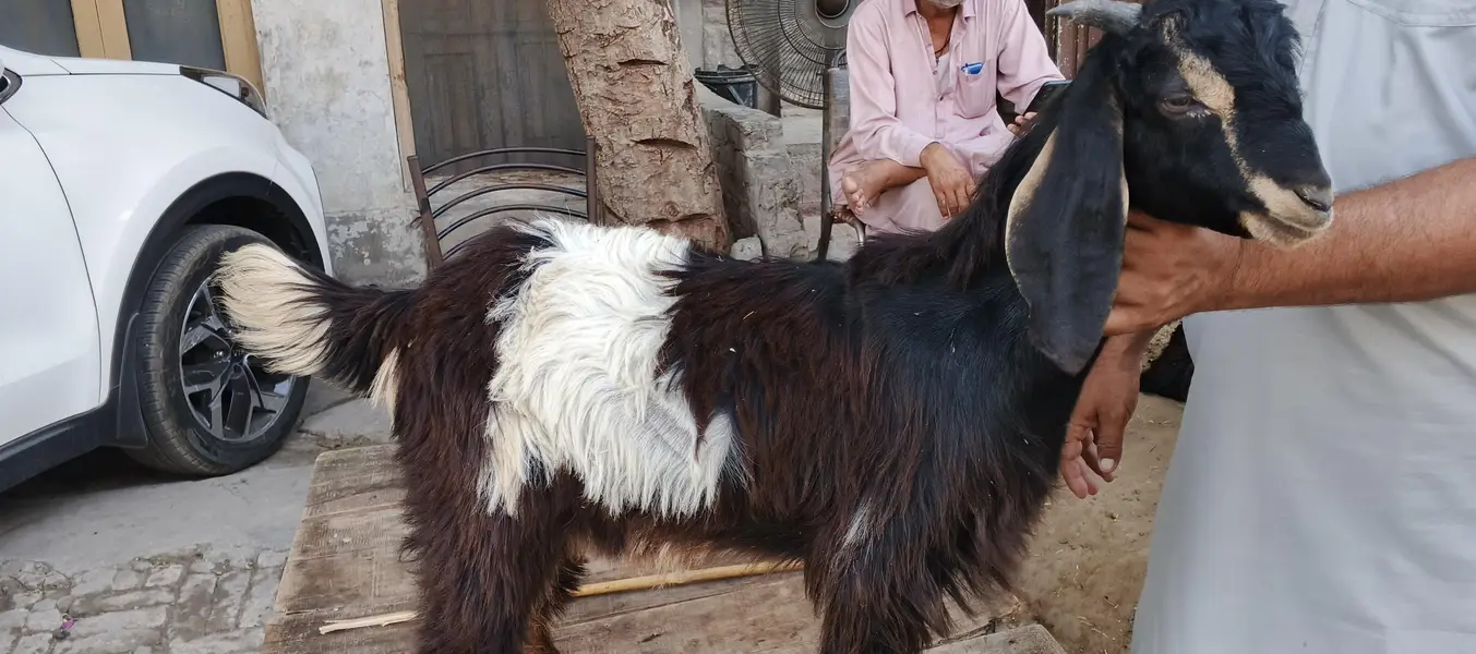goats or bakre — photo 11