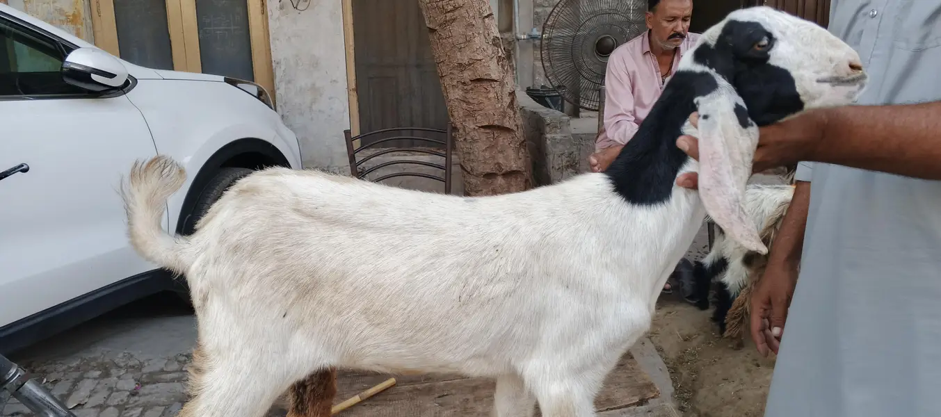goats or bakre — photo 12