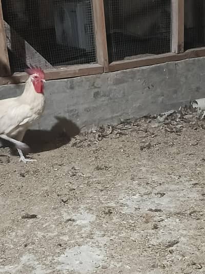 5 Month Old Healthy Male Chickens | Vaccinated