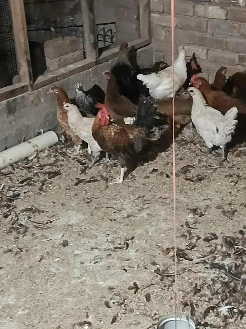 5 Month Old Healthy Male | Vaccinated — photo 3