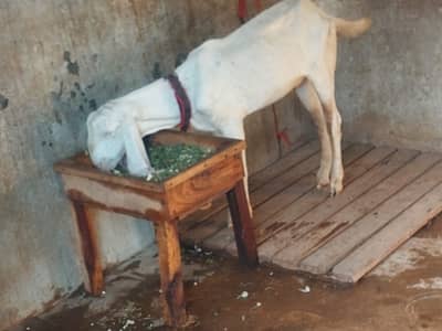 Goat/Bakra for sale -White Rajanpuri male.