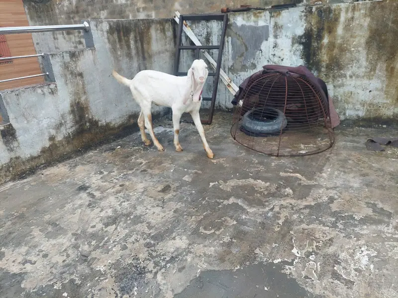 Goat/Bakra for sale -White Rajanpuri male. — photo 2