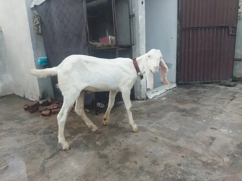 Goat/Bakra for sale -White Rajanpuri male. — photo 3