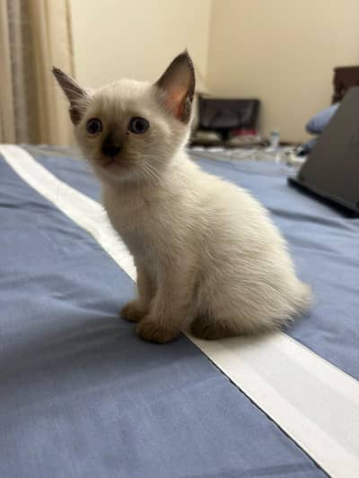 pure Siamese for sale