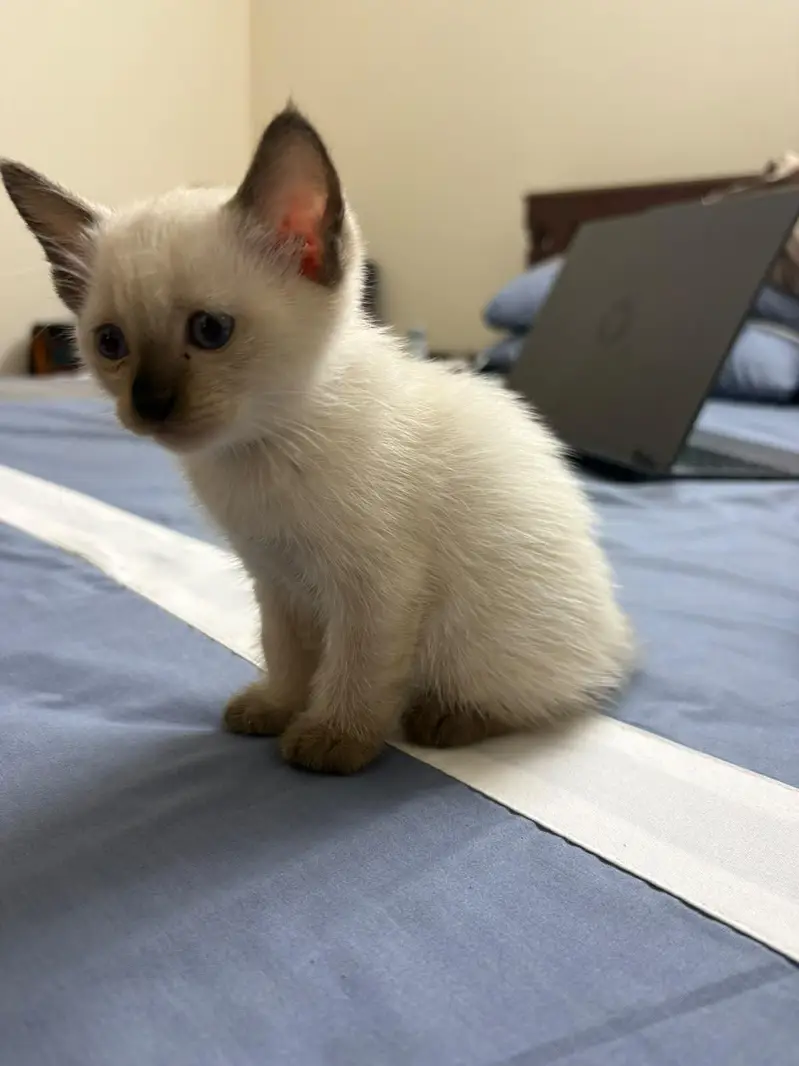 pure Siamese for sale — photo 2