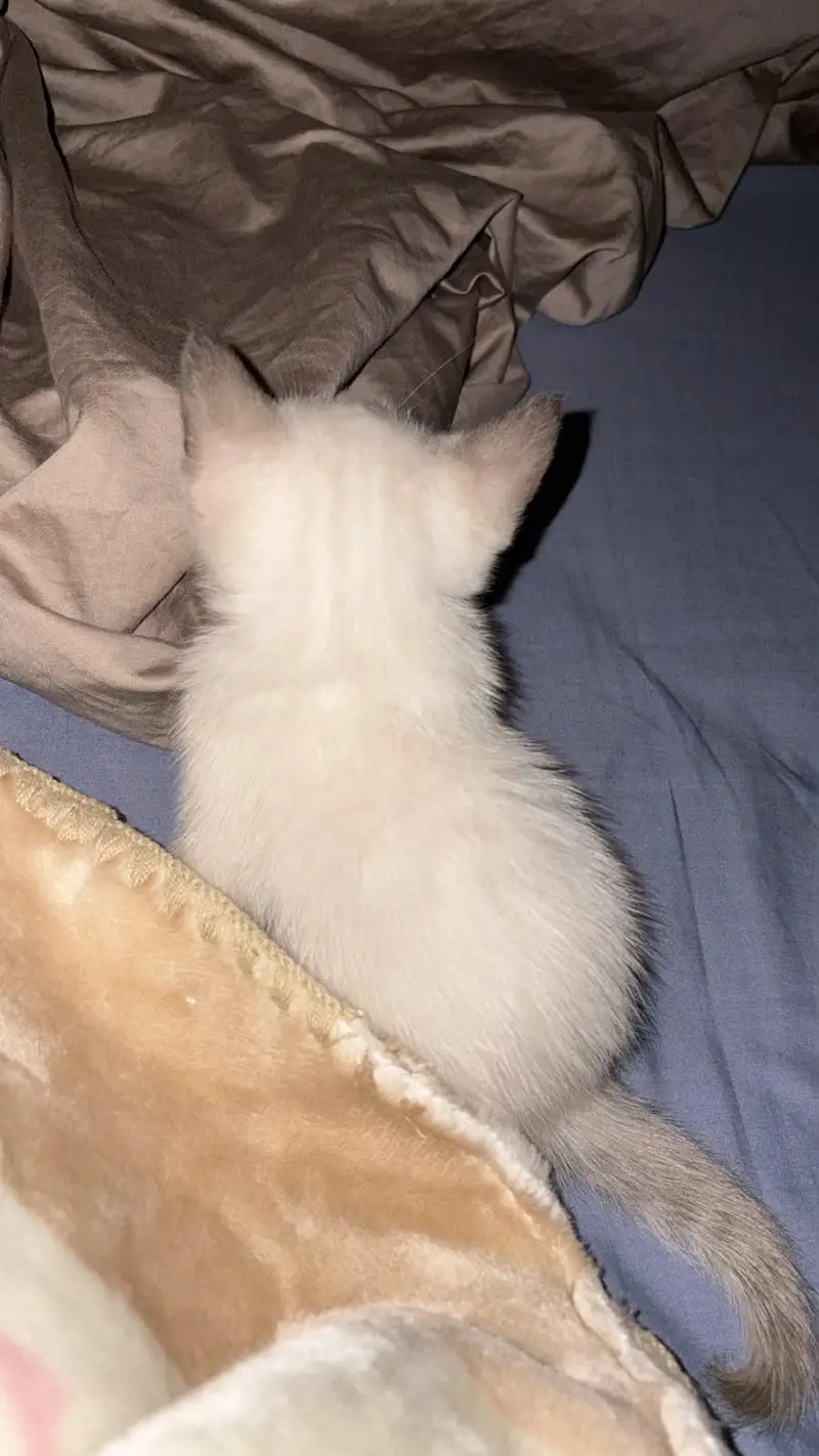 pure Siamese for sale — photo 3