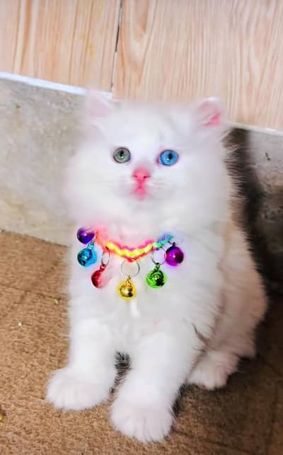 Persian cats My WhatsApp 03194866020 /£¥€%^£¥€€£