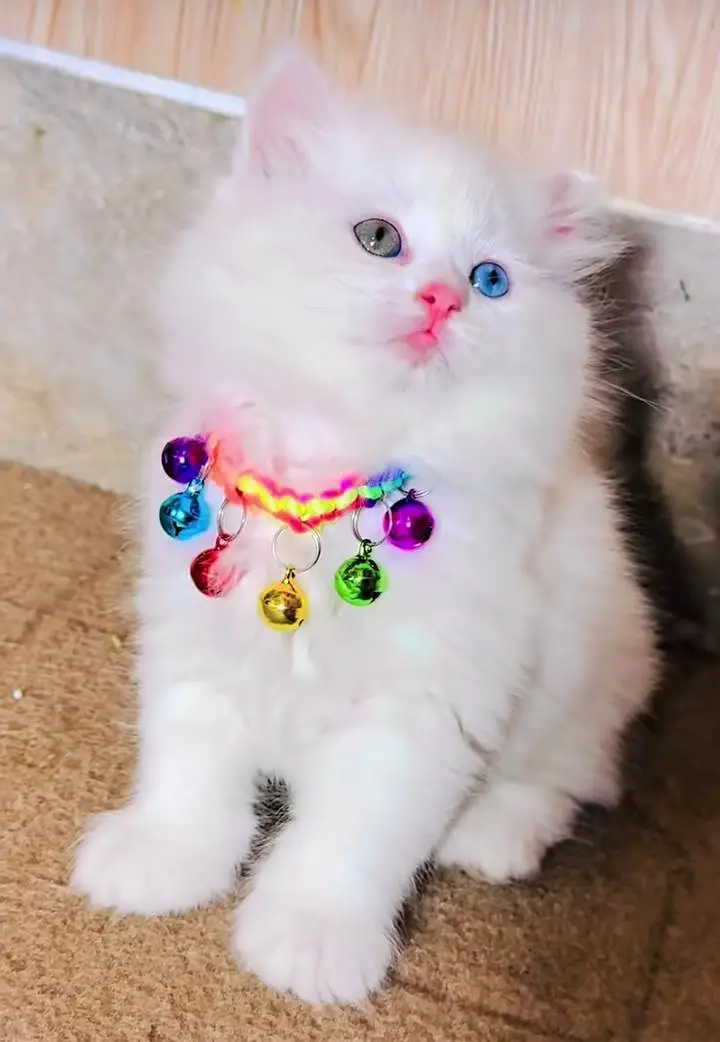 Persian cats My WhatsApp 03194866020 /£¥€%^£¥€€£ — photo 2
