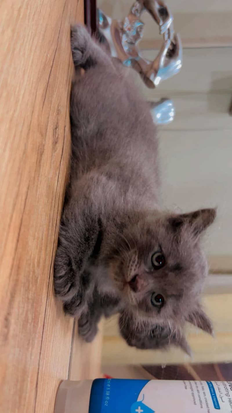 bBeautiful cat. 0