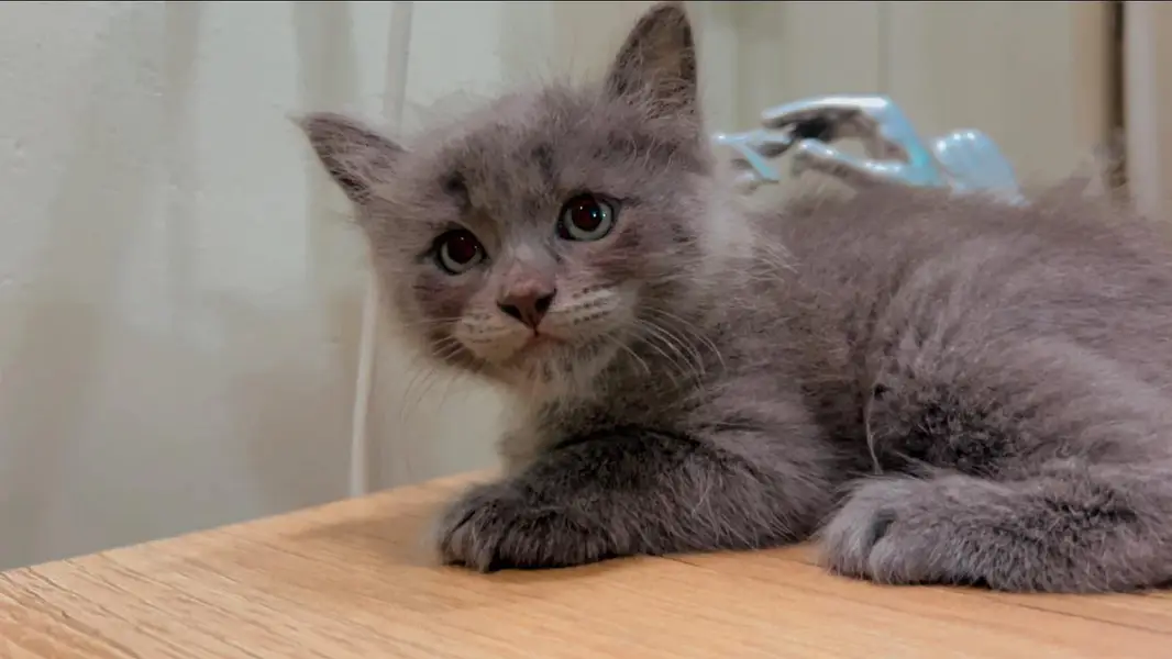 bBeautiful cat. — photo 2
