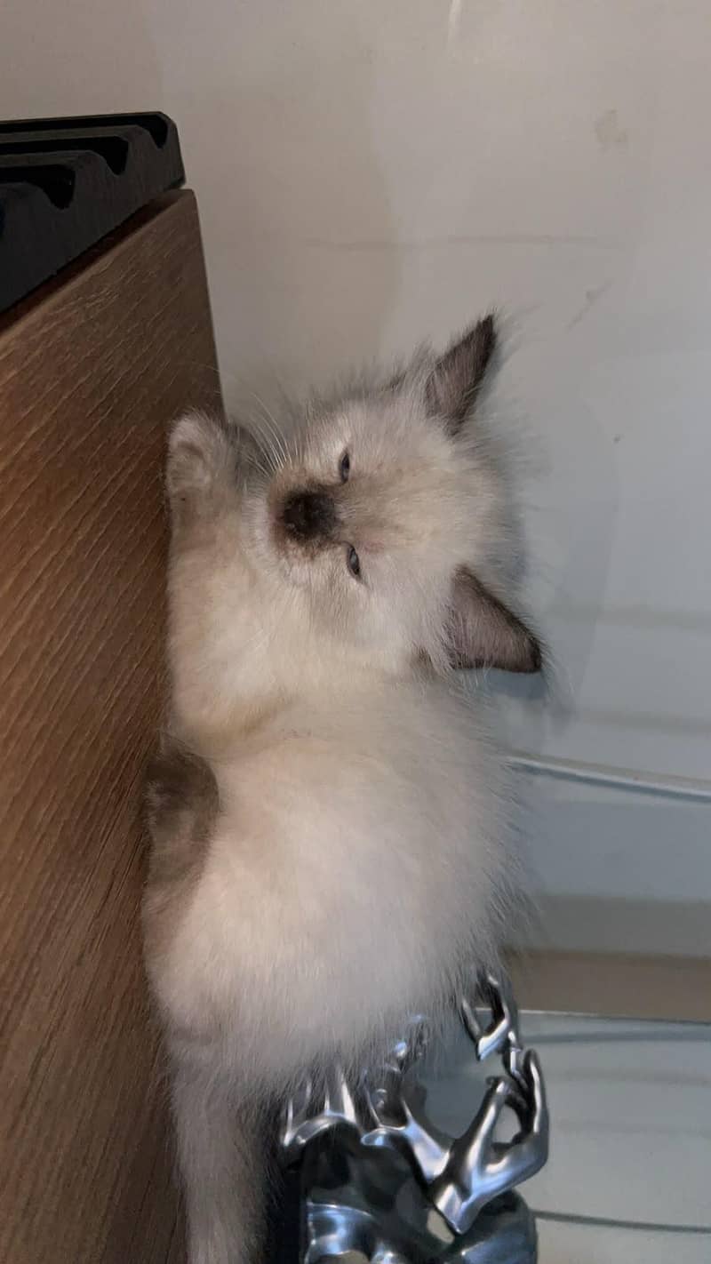 bBeautiful cat. 2