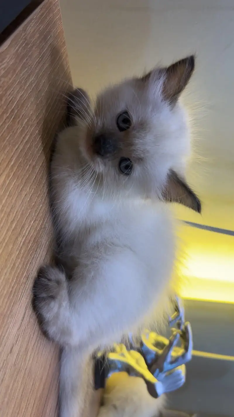 bBeautiful cat. — photo 4