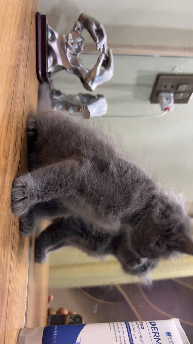 bBeautiful cat. 4