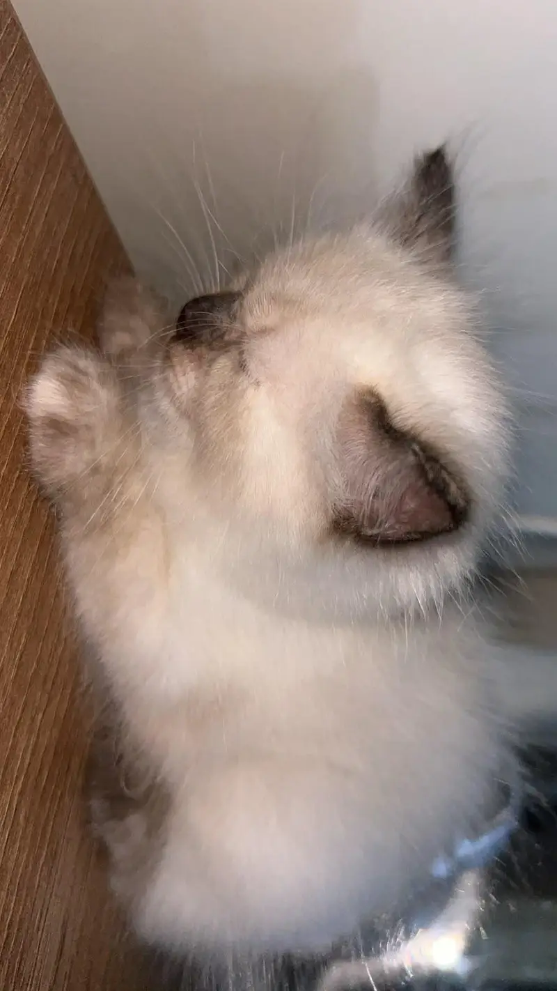 bBeautiful cat. — photo 6