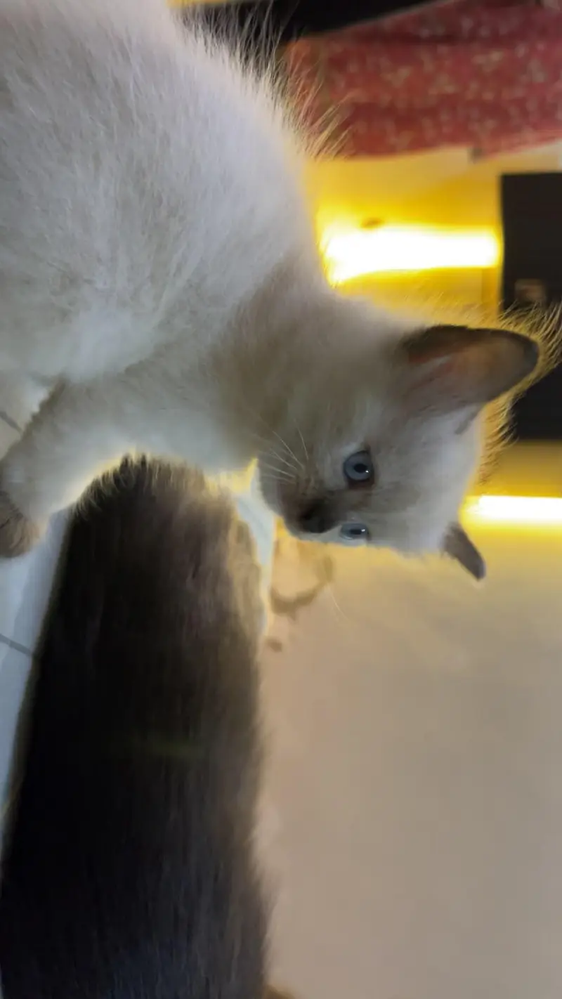 bBeautiful cat. — photo 7