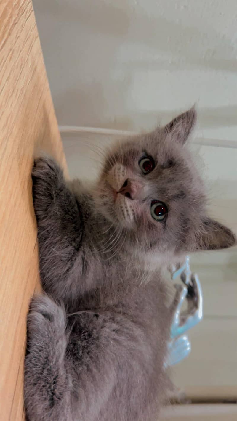 bBeautiful cat. 7