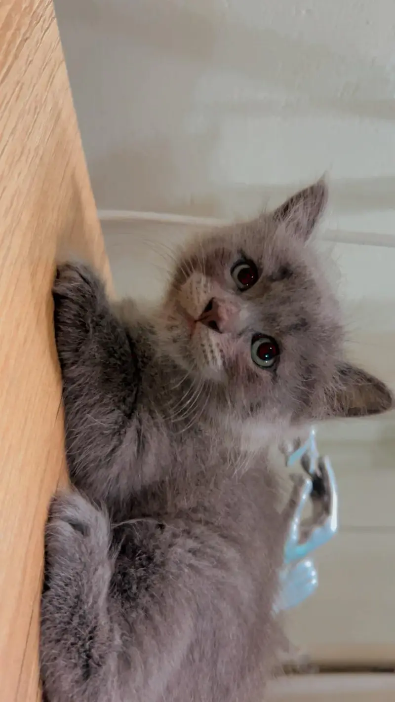bBeautiful cat. — photo 8