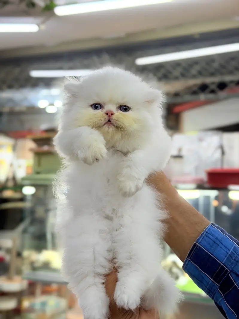 Premium White Persian Male Kitten