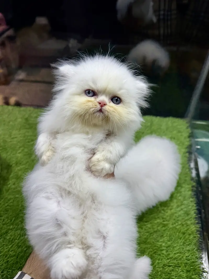 Premium White Persian Male Kitten — photo 2