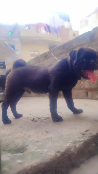 pug Male full black