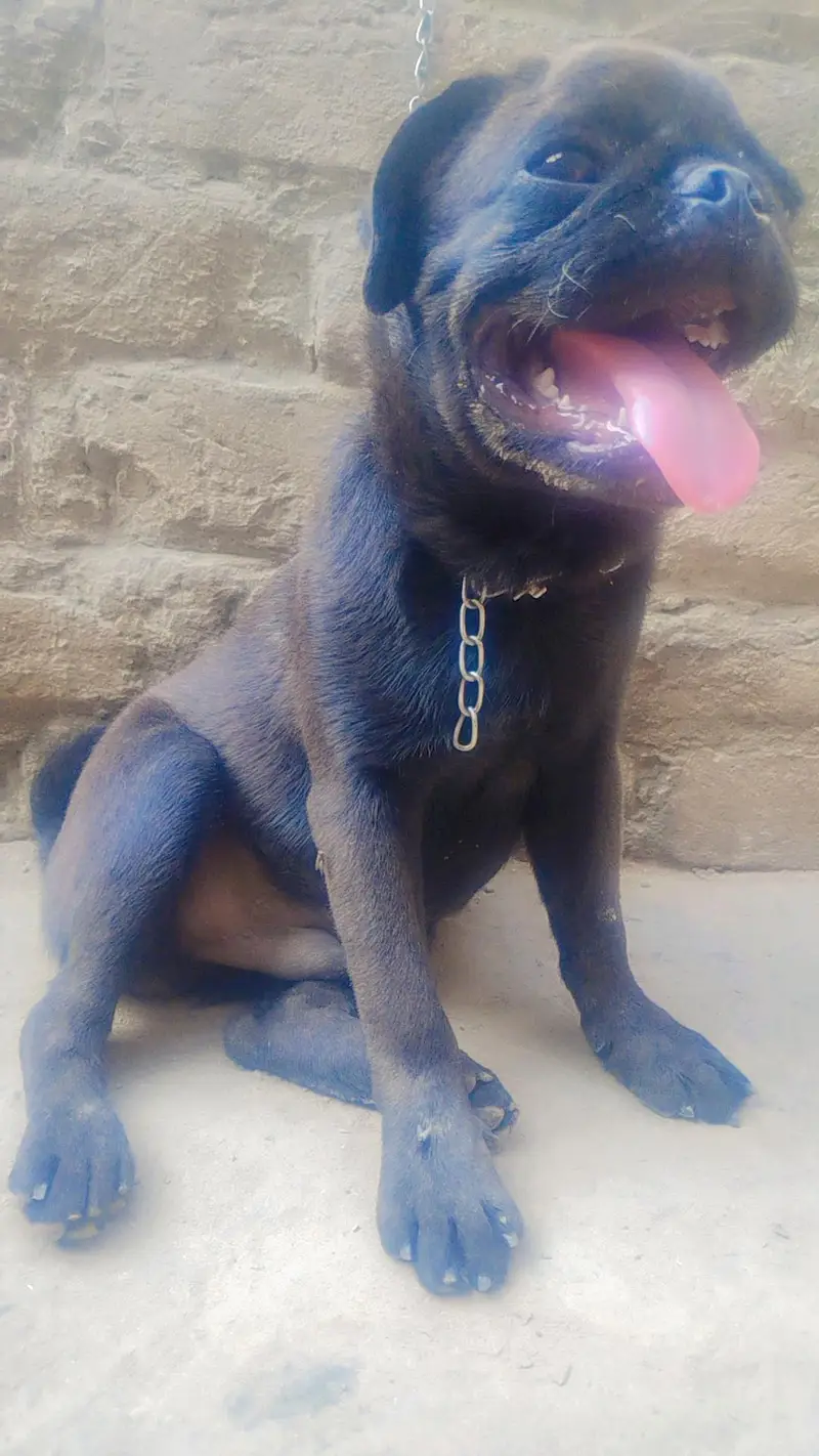 pug Male full black — photo 2