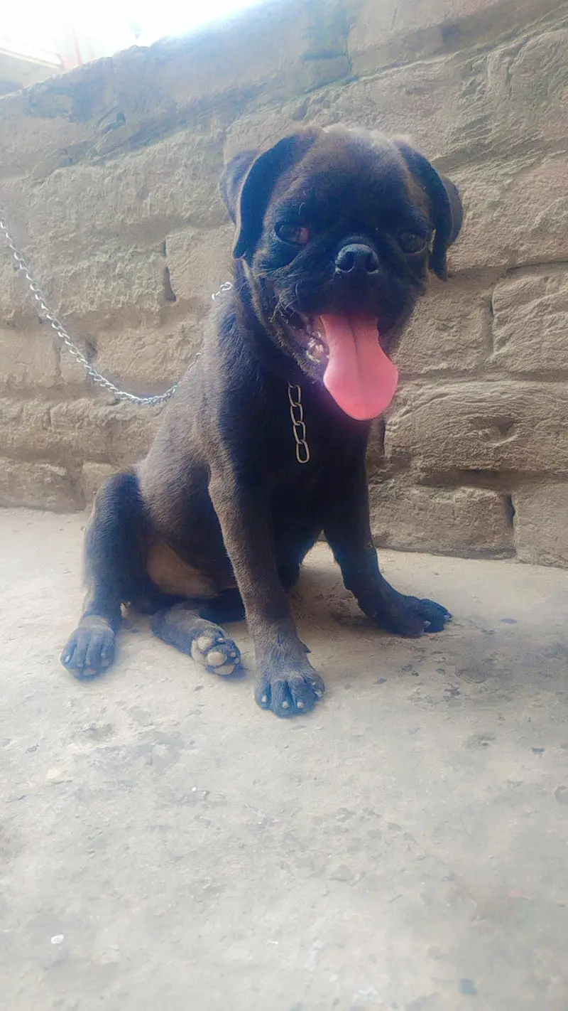 pug Male full black — photo 3