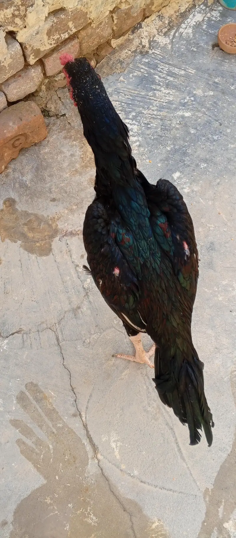 highg quality wali cheez only olx. . . ya whats,app no simple call — photo 3