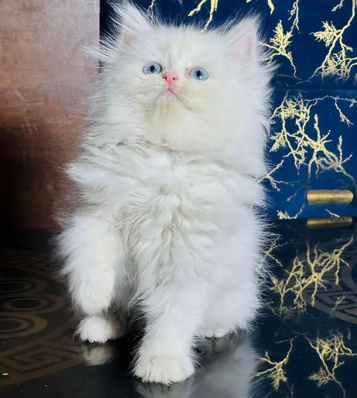 Persian cats My WhatsApp 03194866020 /©%®©¥€£€ — photo 10