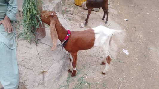 Patti for sell
