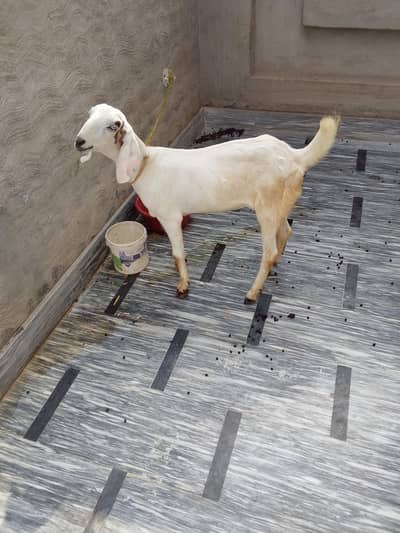 bakri for sale