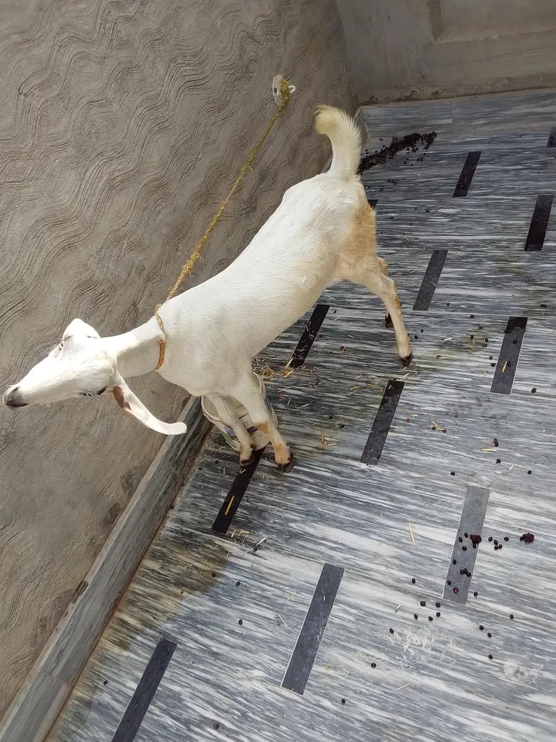 bakri for sale — photo 4