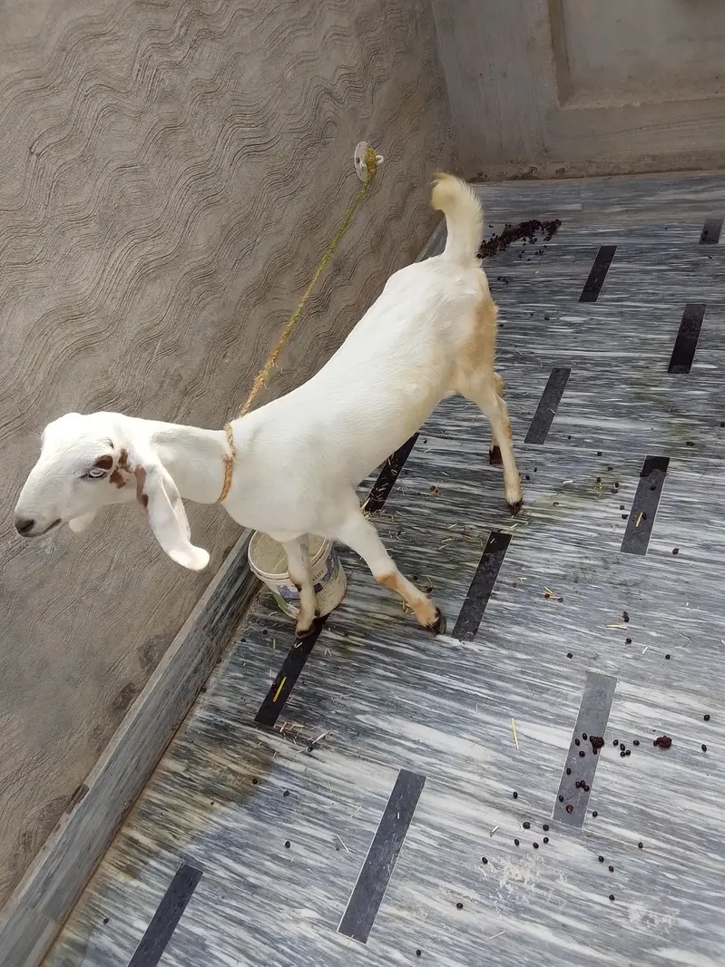 bakri for sale — photo 5