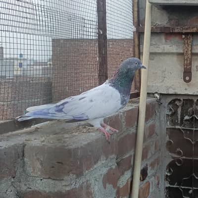 high flying pigeon