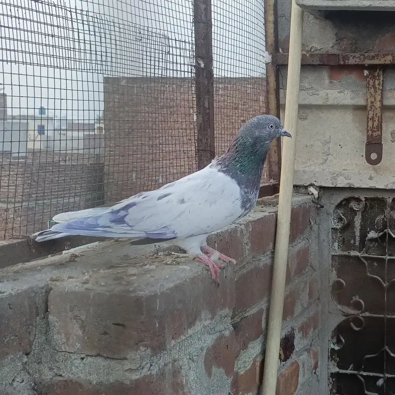 high flying pigeon