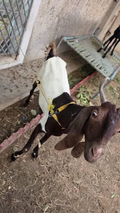Bakri  and 2 kids