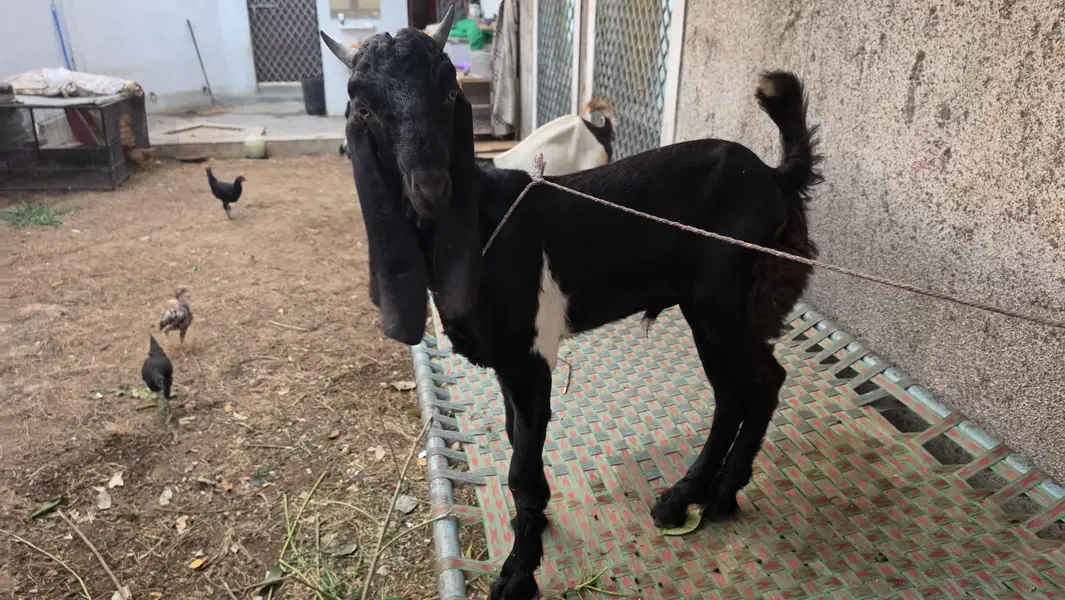 Bakri  and 2 kids — photo 3