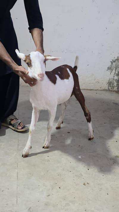 munda commando male bakra