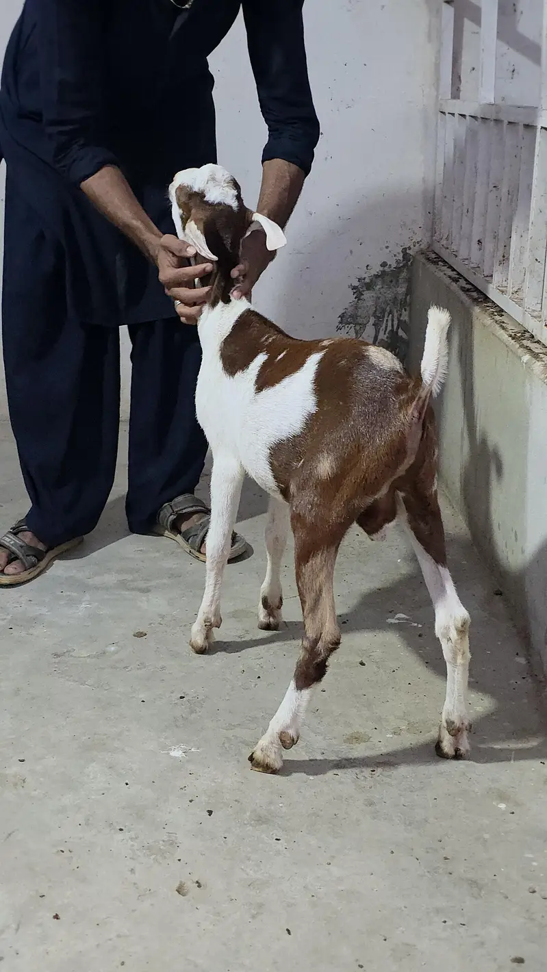 munda commando male bakra — photo 2