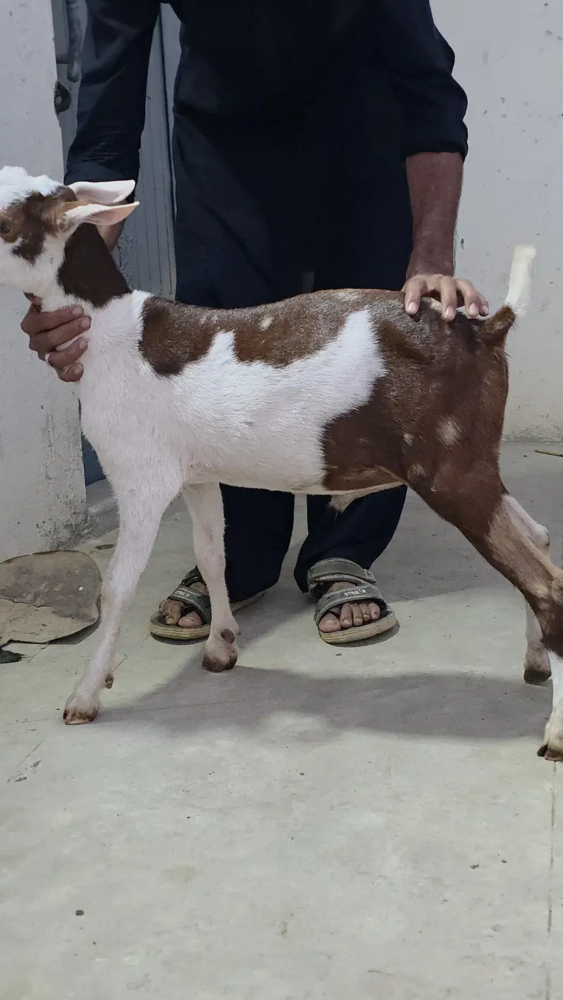 munda commando male bakra — photo 3