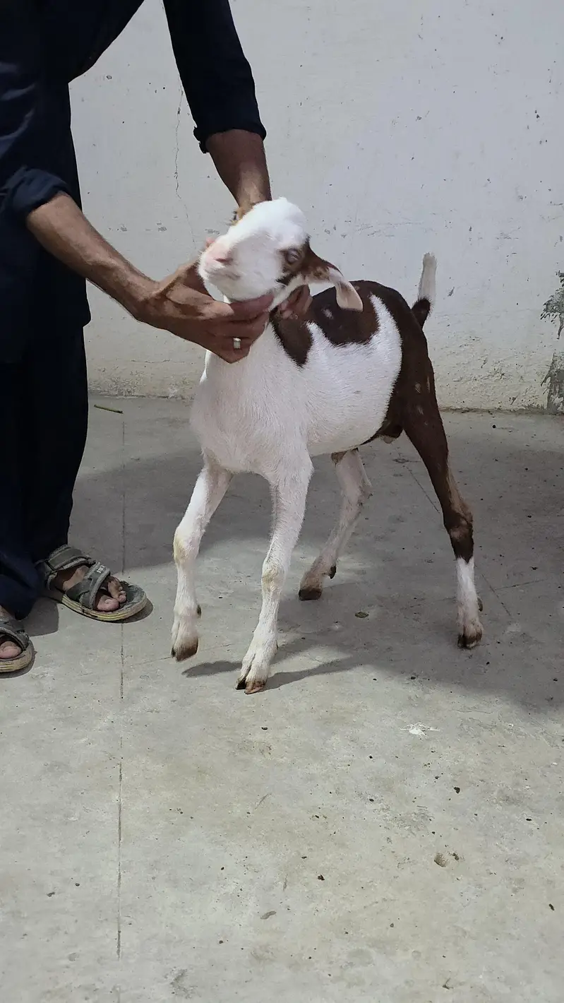 munda commando male bakra — photo 4