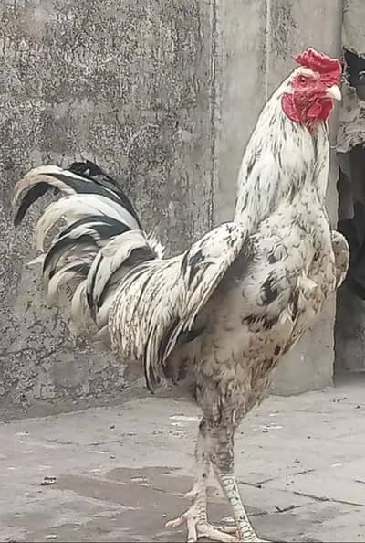 Beautiful Male Available