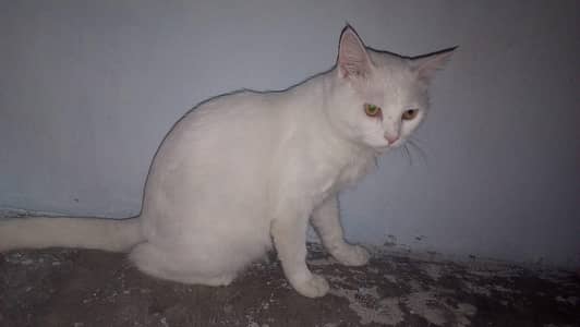 cats mail female and 2 child