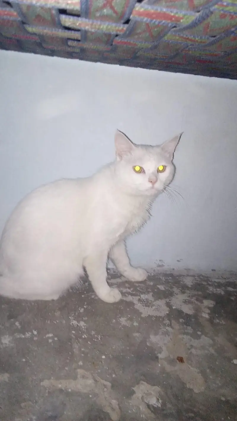 cats mail female and 2 child — photo 2