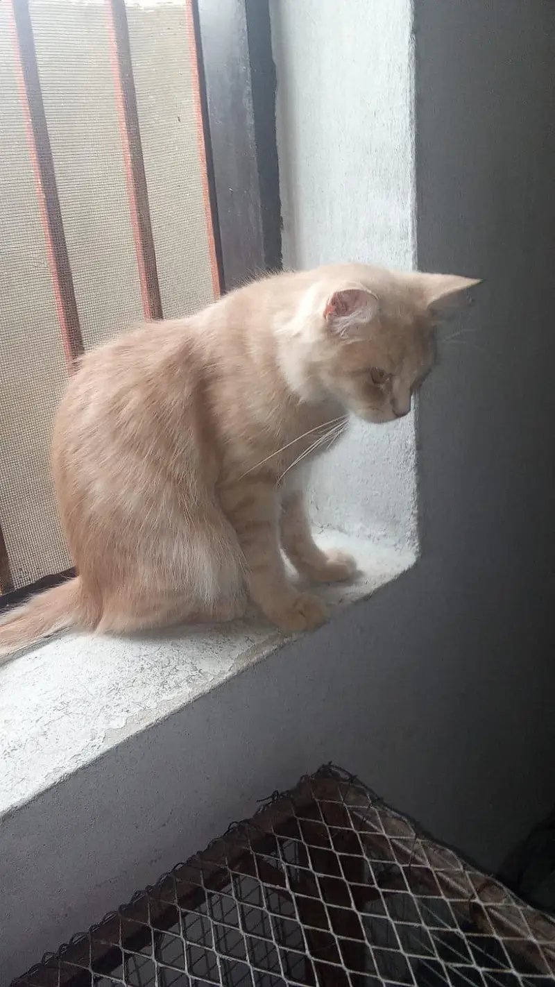 cats mail female and 2 child — photo 3