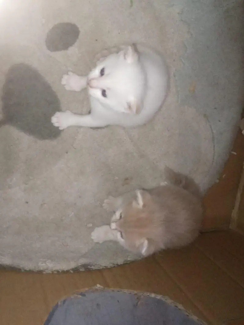 cats mail female and 2 child — photo 4