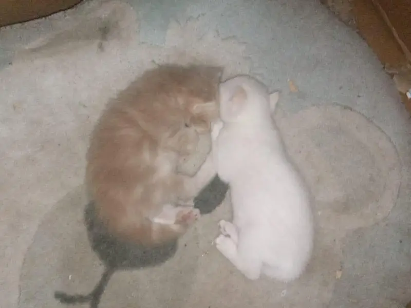 cats mail female and 2 child — photo 5