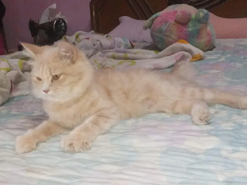cats mail female and 2 child — photo 6